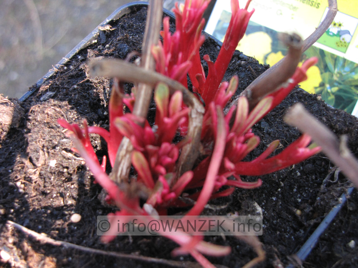 Oenothera missouriensis z im Austrieb unscharf.JPG